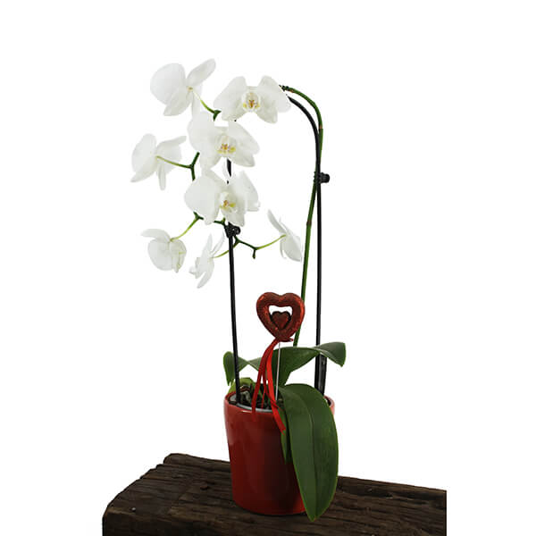 orchid