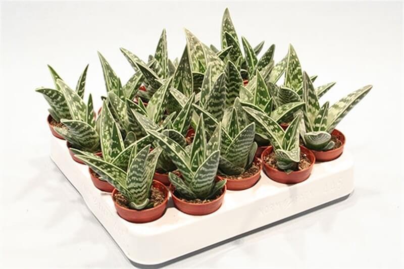 Aloe variegata magic צמח אלוורה