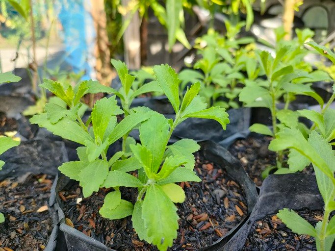 Stevia Plant Seedlings in Plastic Grow Bags