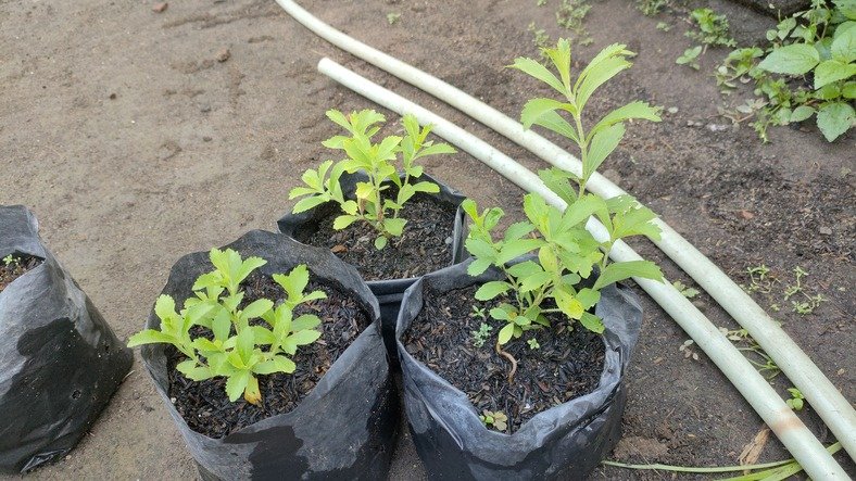 Stevia Plant Seedlings in Plastic Grow Bags