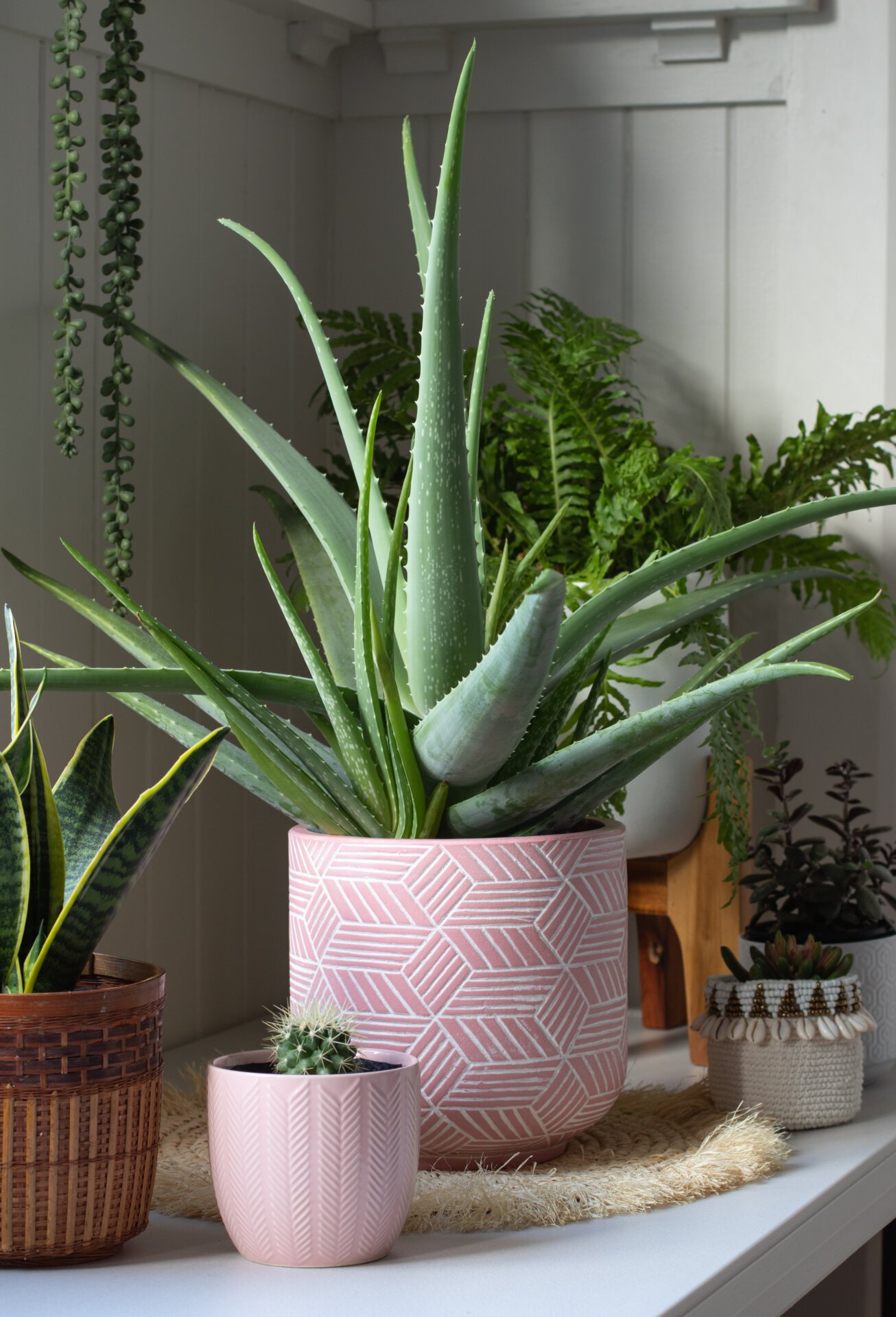 Group of pot plants in pink pots