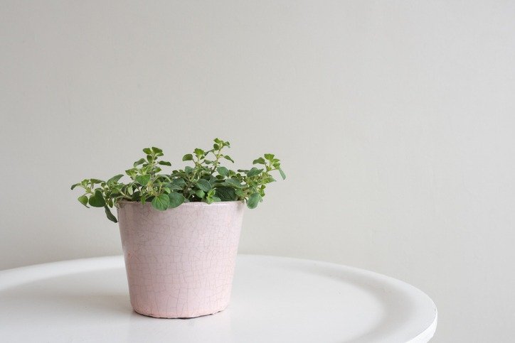 Oregano in pink pot on small white table