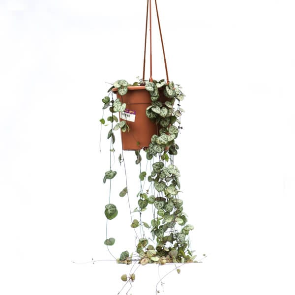 Ceropegia woodii front צמח הלבבות