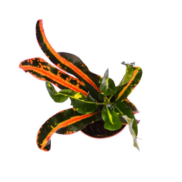 Croton Mammey Red Above קרוטון גלים מלמעלה