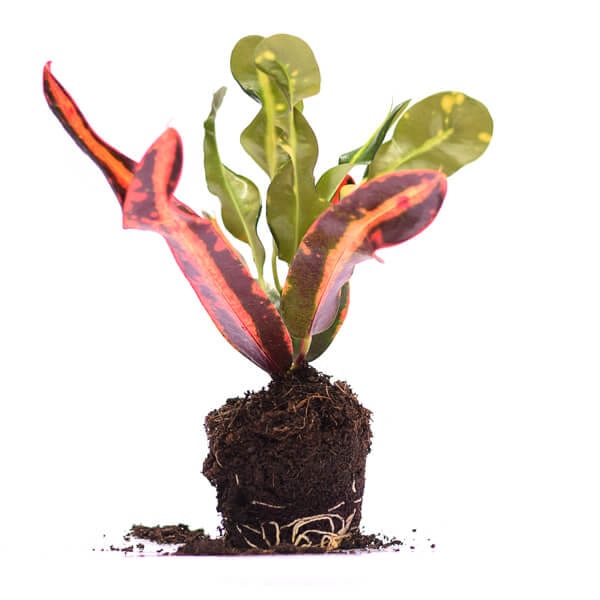 Croton Mammey Red Front קרוטון גלים