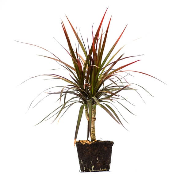 Dracaena Marginata Front דרצינה מרגינטה