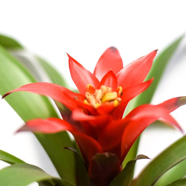 Guzmania Lingulata Close גוזמניה אדומה