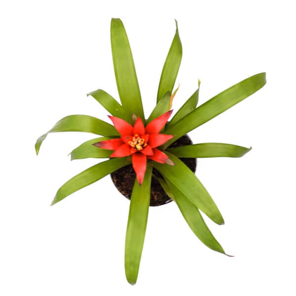 Guzmania Lingulata גוזמניה