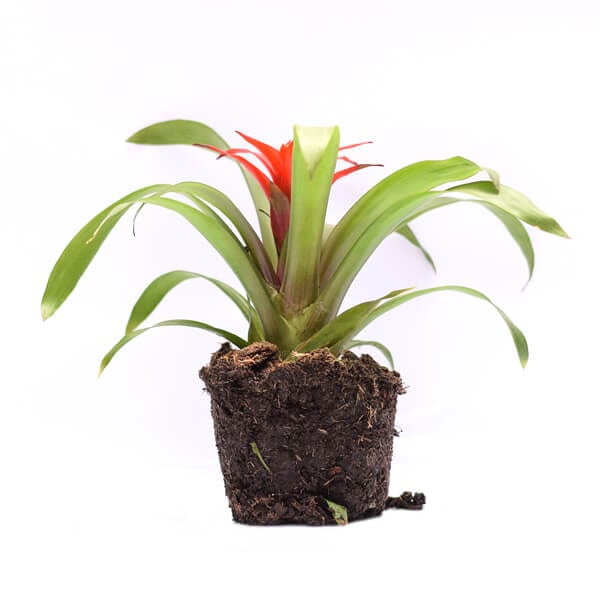 Guzmania גוזמניה