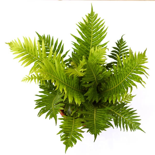 Macho Fern above שרך בוסטון מלמעלה