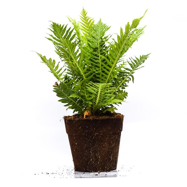 Macho Fern שרך בוסטון
