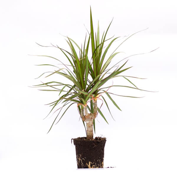 Marginata Bush Front דרצינה מרגינטה על גזע