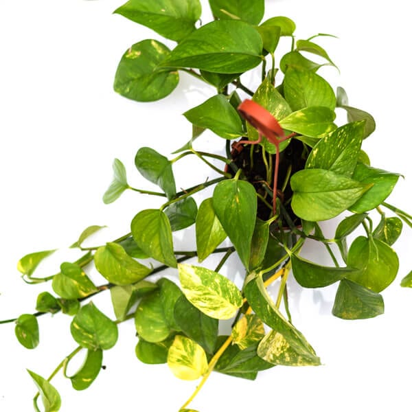 Scindapsus aureus above פוטוס מוזהב