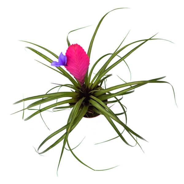 Tillandsia Pink Quill above טילנדסיה ורודה עם פרח סגול