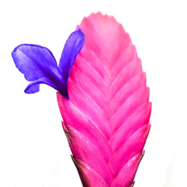 Tillandsia Pink Quill טילנדסיה ורודה