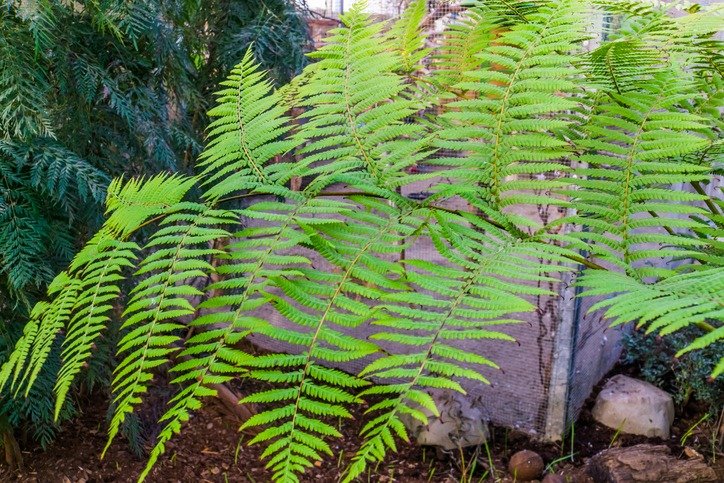 closeup of the leaves of a rough tree fern, tropical plant specie from Australia