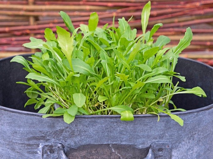 Close up of fresh rocket, arugula