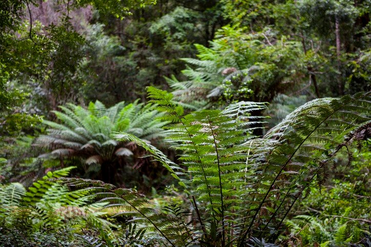Rough Tree Ferns (Alsophila australis) at Peoples Park, Strahan