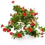 סנדוויליה פרח אדום