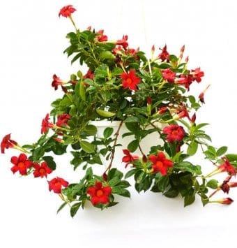 סנדוויליה פרח אדום