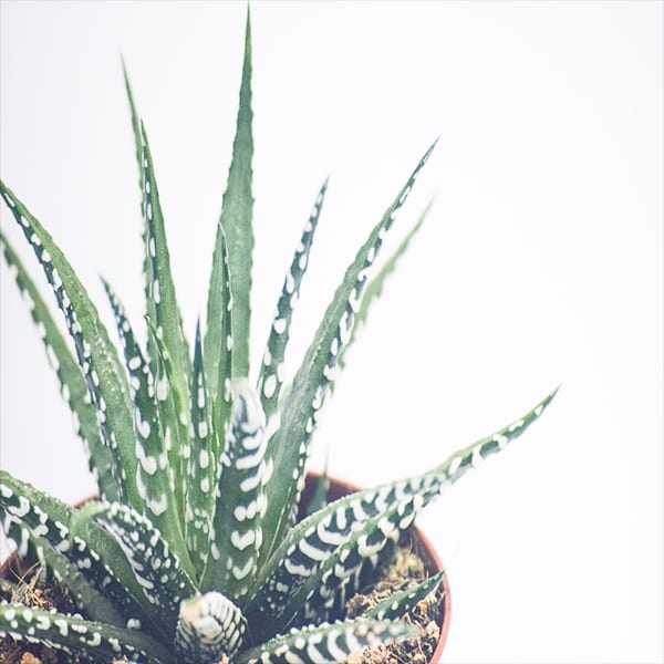 Haworthia fasciata הוורתיה מפוספסת