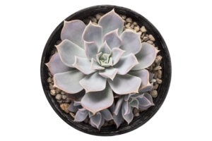 סוקולנט אכיוורה כפנית במגוון גדלים