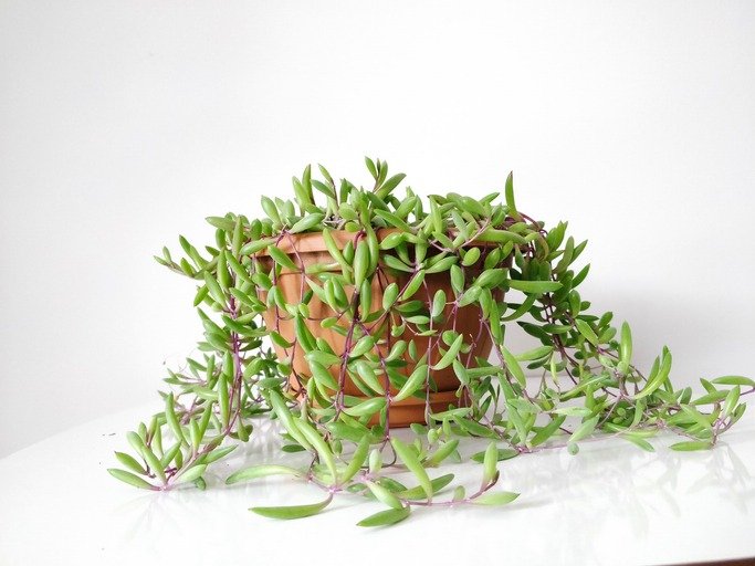 Green succulent plants Othonna capensis