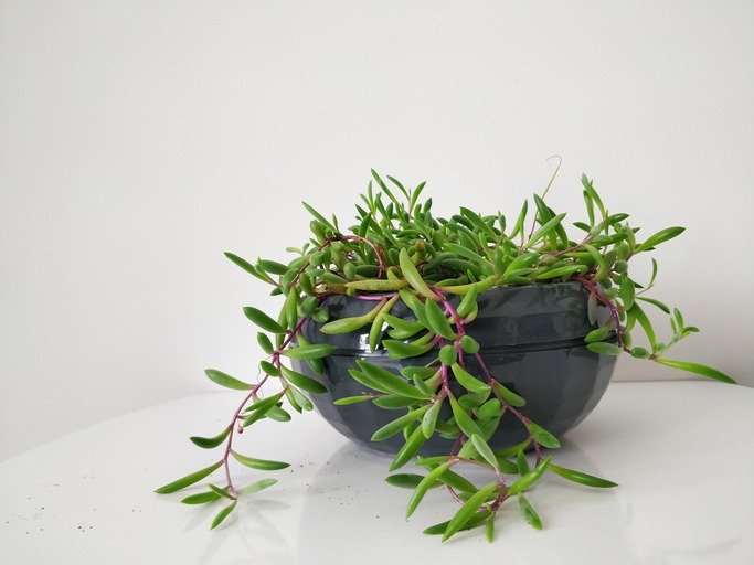 Green succulent plants Othonna capensis
