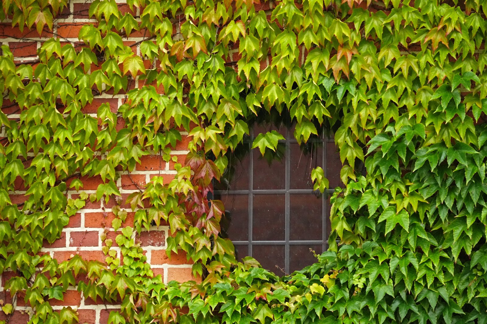 Chicory grape tricuspid, also known as Boston Ivy or Plum Grapevine on the wall of the building