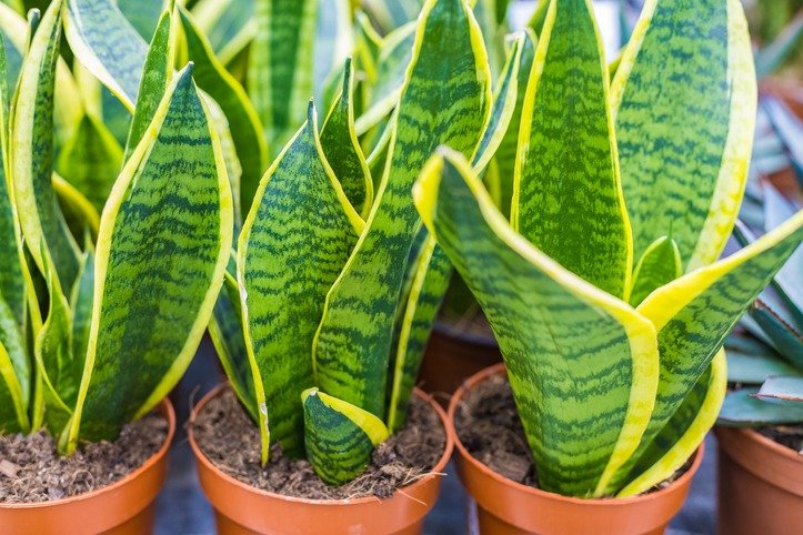 Sansevieria plants in pots for seedlings
