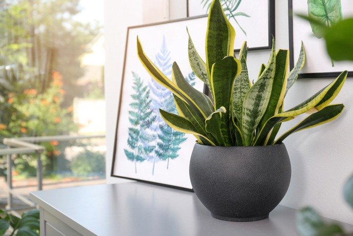 Potted plant and beautiful picture on grey chest of drawers in room, space for text. Interior design