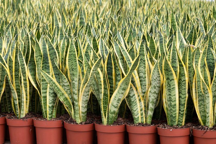 Sansevieria trifasciata - Dracaena trifasciata, in pots in a Dutch nursery.