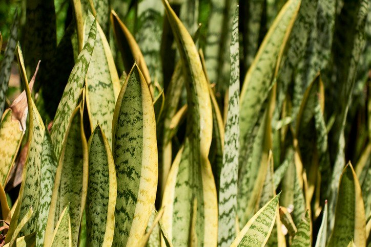 Closeup view of leaves of sanseviera or sansiveria trifasciata, ornamental plant