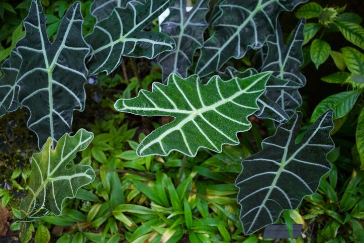 Alocasia sanderiana Plant.