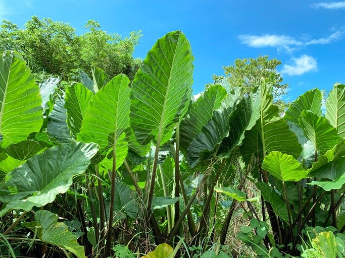 Giant taro (Alocasia macrorrhizos) plants in a garden