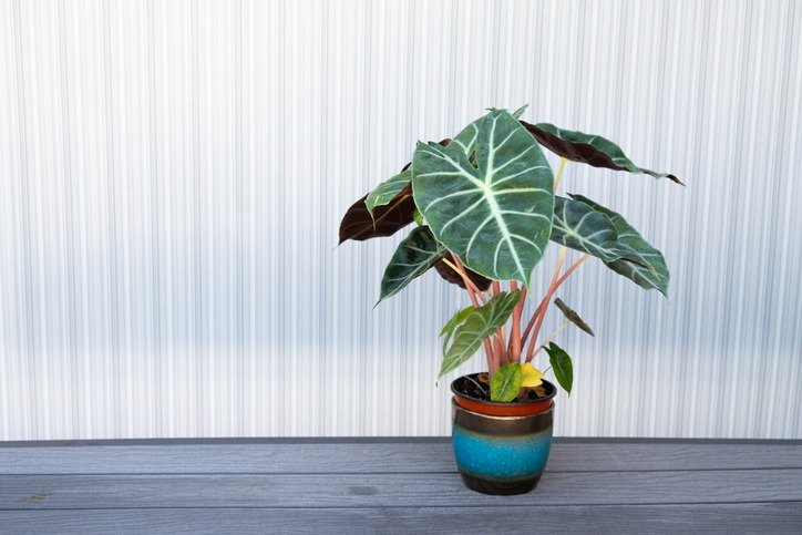 Alocasia polly indoor houseplant in ceramic blue pot, decorative tropical foliage plant with striking veined leaves for home or office decor