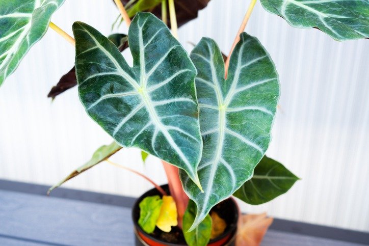 Close-up of Alocasia Polly plant with deep green arrow-shaped leaves and striking white veins, growing in a small black pot indoors against a softly lit neutral background. Two heart-shaped leaves