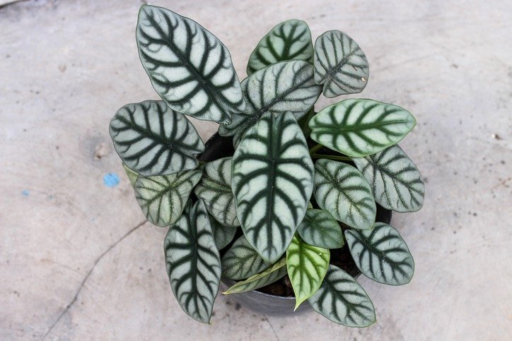 Alocasia Silver Dragon Plant in Pot on Concrete Floor.