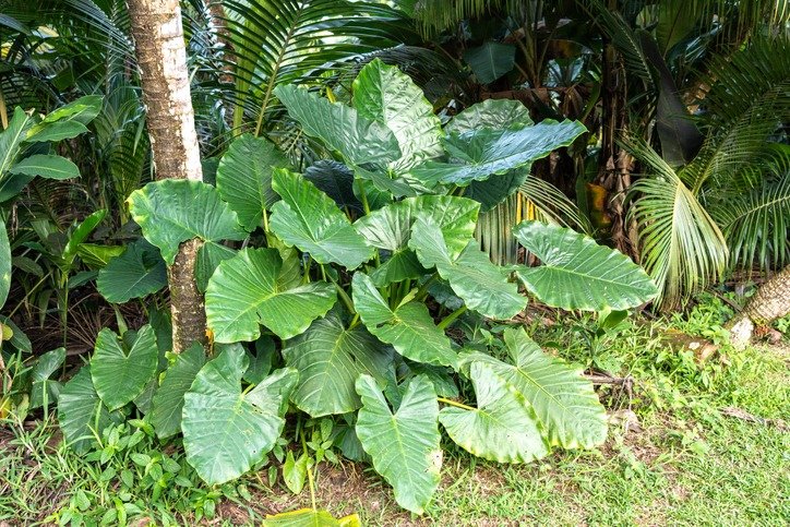 Alocasia brisbanensis, rainforests cunjevoi plant