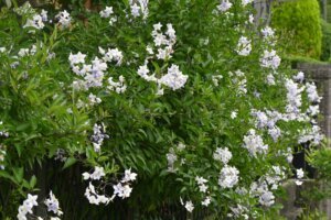 סולניום יסמני