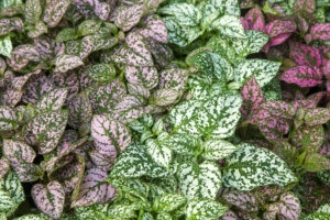 היפואסטס במגוון צבעים (ברוד משובל)