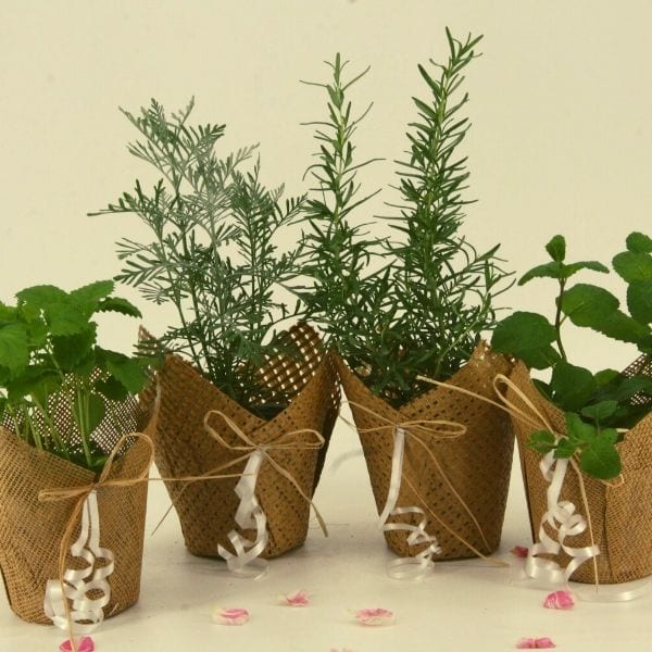 event herbs