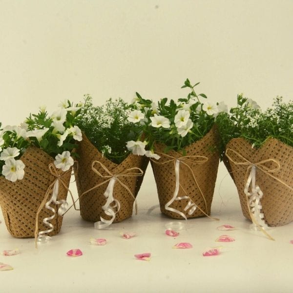 event plants