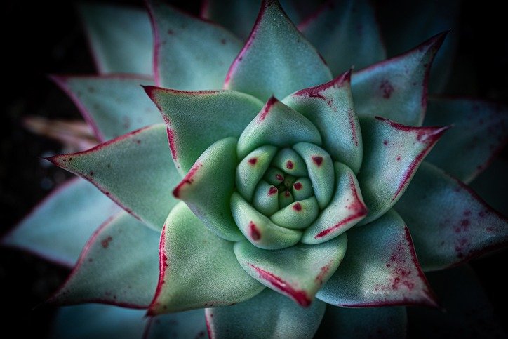 Echeveria Agavoides Ebony