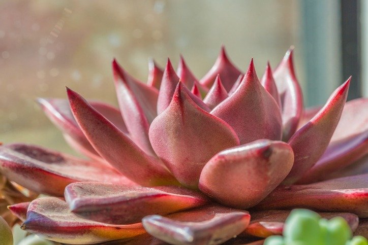 succulent plants,Echeveria lauixlindsayana