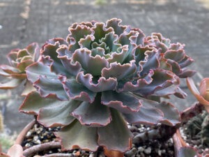 סוקלנט אכיוורה מלמלה אדומה במגוון גדלים