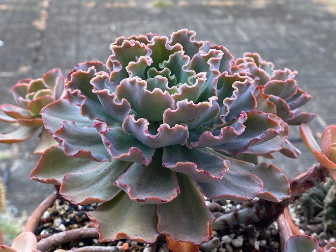 Selected focus for beautiful cactus