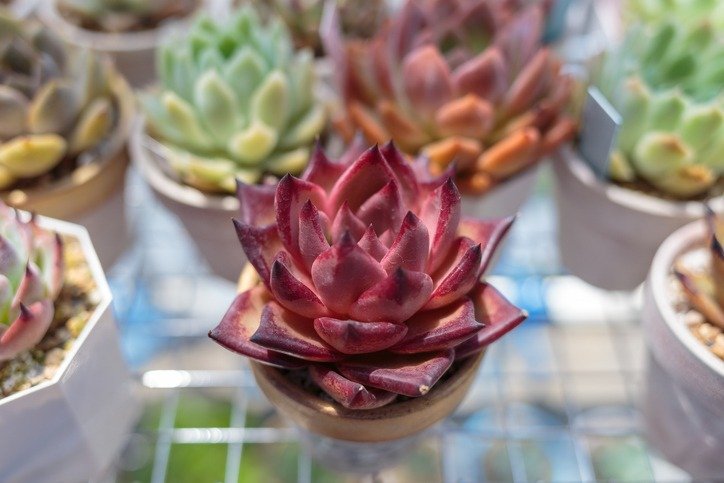 Succulent plants Echeveria agavoides-v ' Romeo ' in summer form