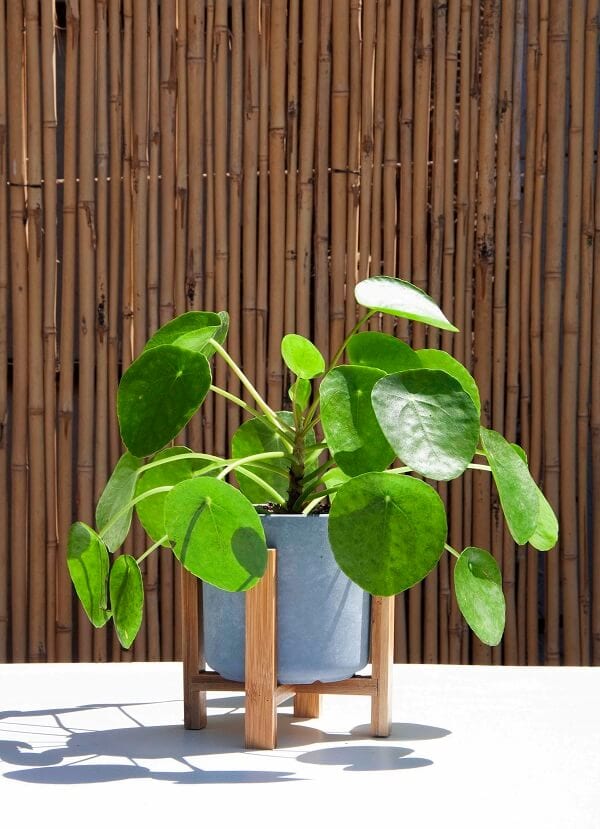 pilea edit פפרומיה פילאה