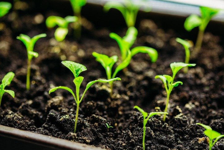 Eggplant seedlings in open ground